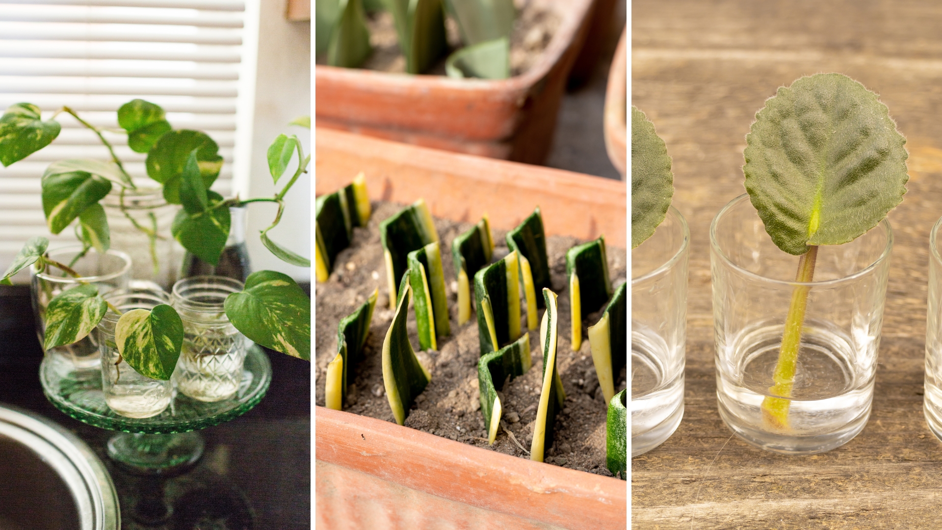Never Throw The Leaves Of These 8 Plants! They’ll Easily Grow!
