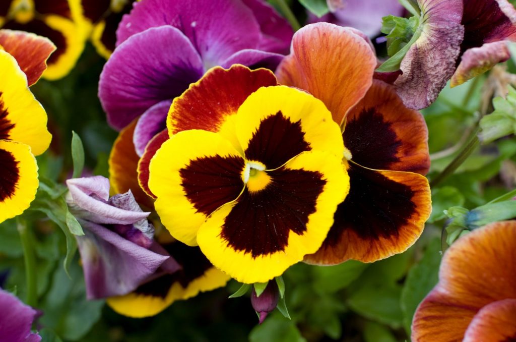 Are Pansies Perennials That Will Return After Winter?