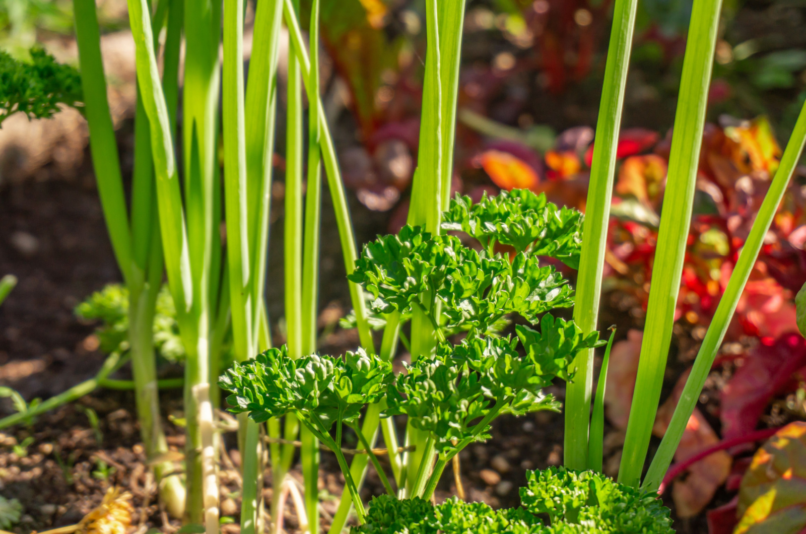 Parsley herb and spring onions growing in garden