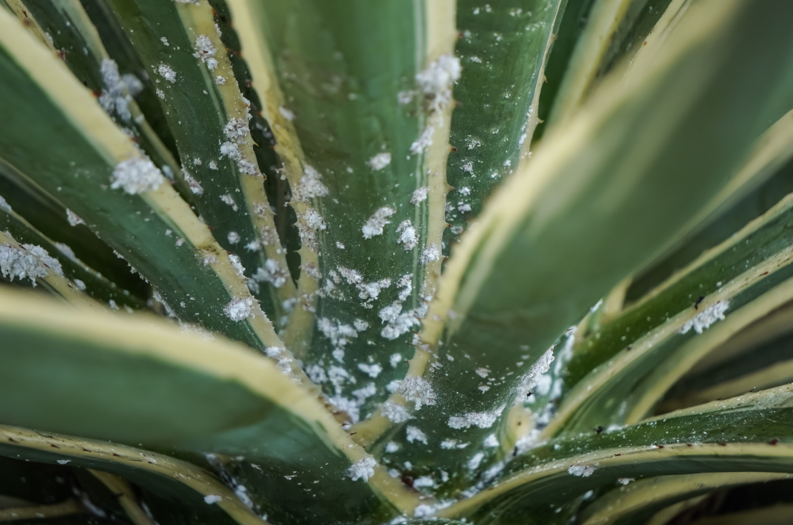 Pests on agave