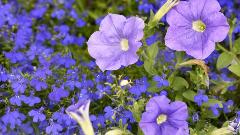 photo of petunias in garden