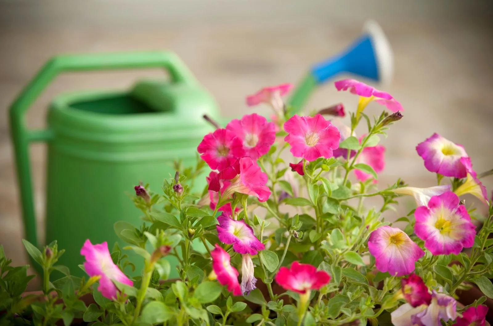Petunias and watering can