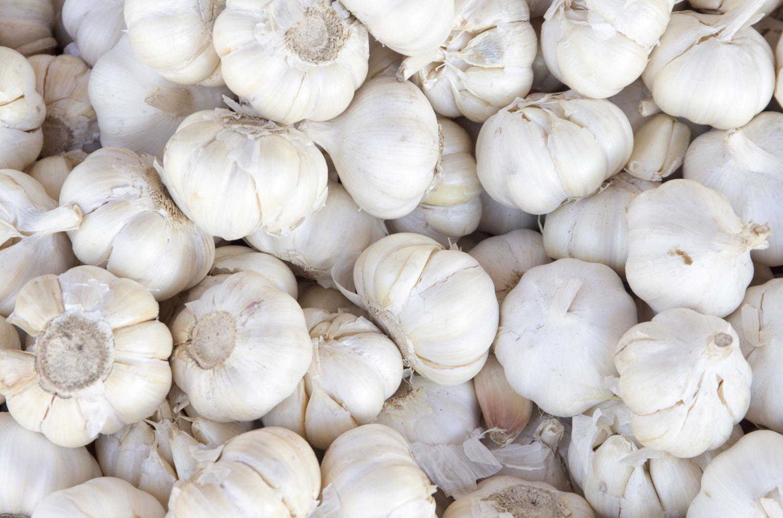 Pile of white garlic heads