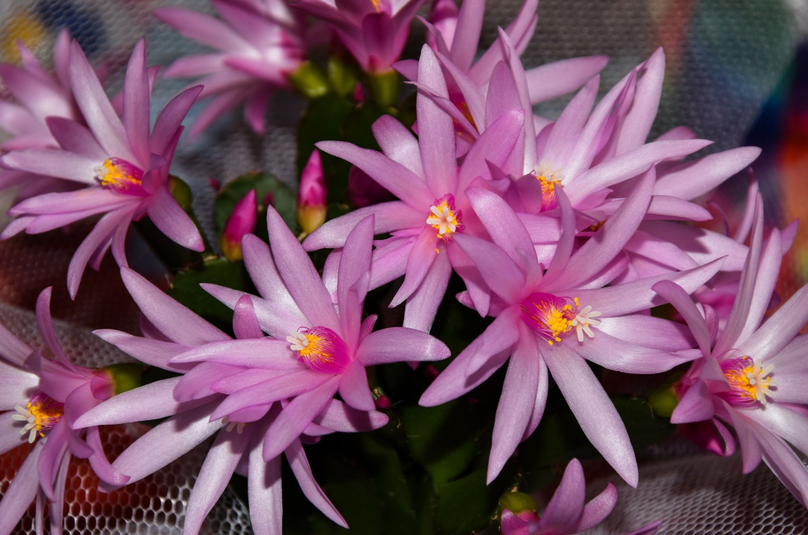 Pink Easter Cactus