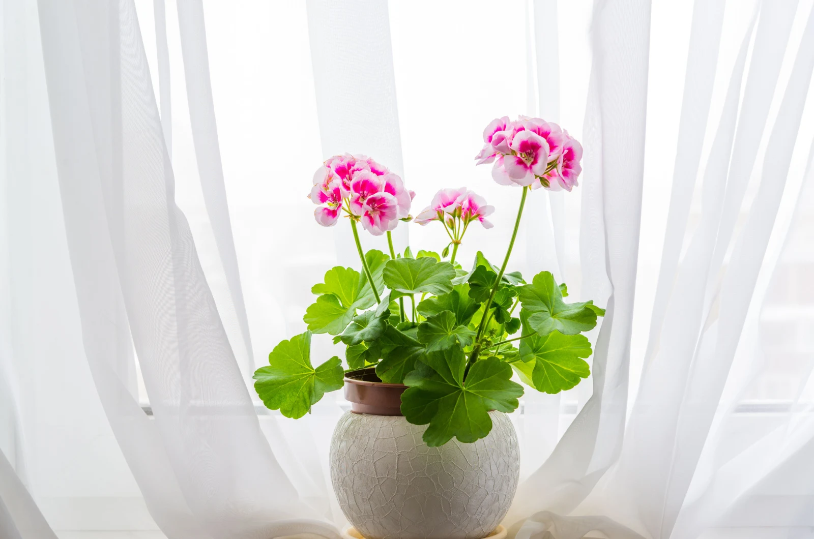 6 Tips For Growing Geraniums In Pots If You’re Short On Space