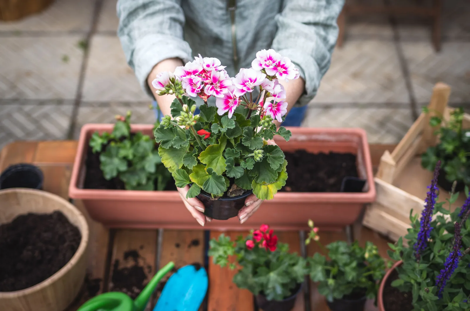 6 Tips For Growing Geraniums In Pots If You’re Short On Space