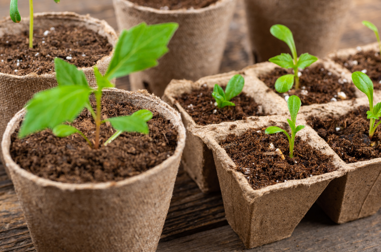 Potted flower seedlings growing in biodegradable peat moss pots