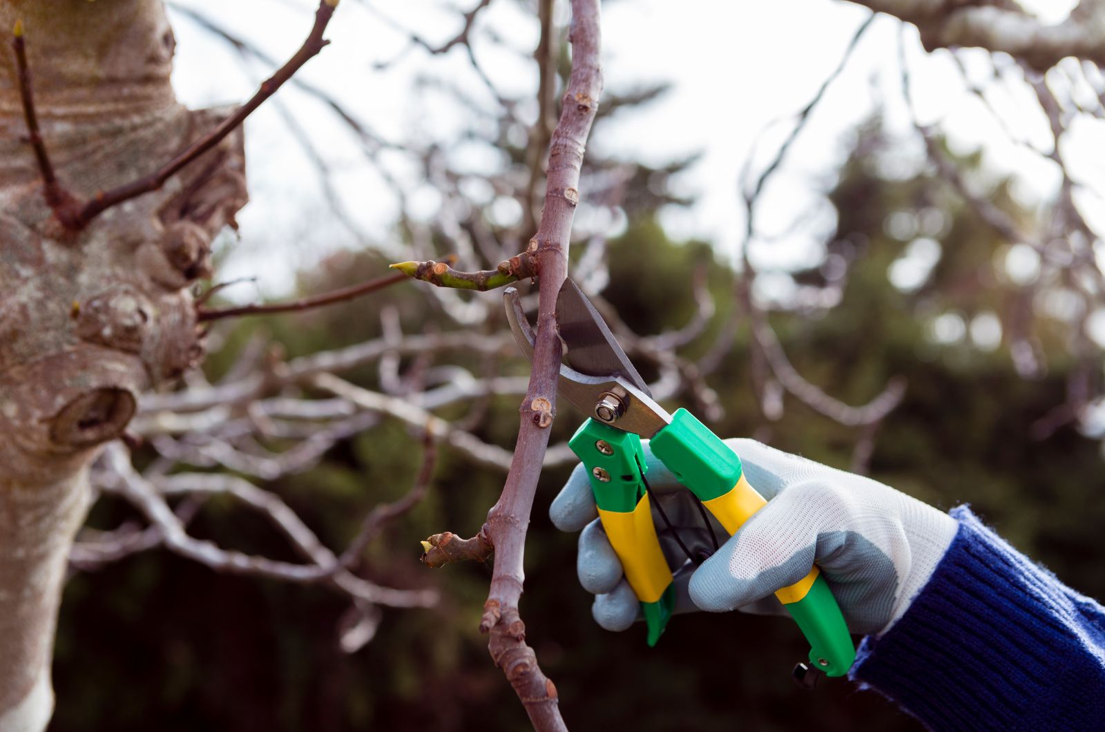 Pruning an apricot tree