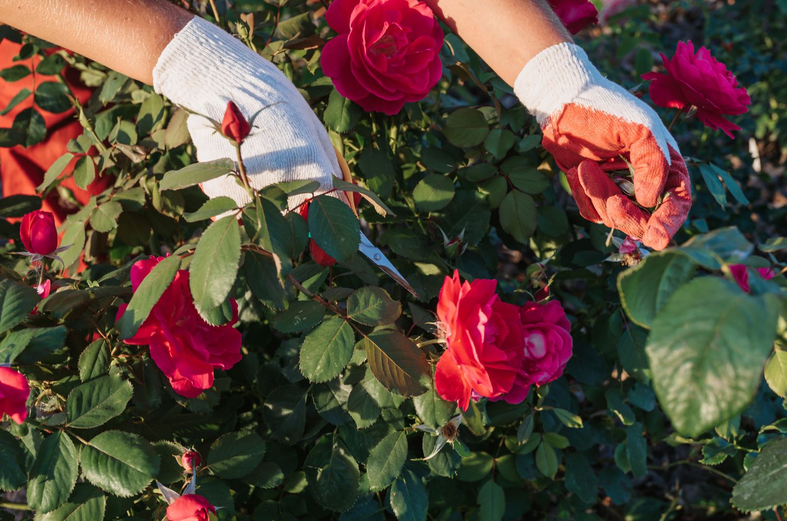 Pruning red roses bush