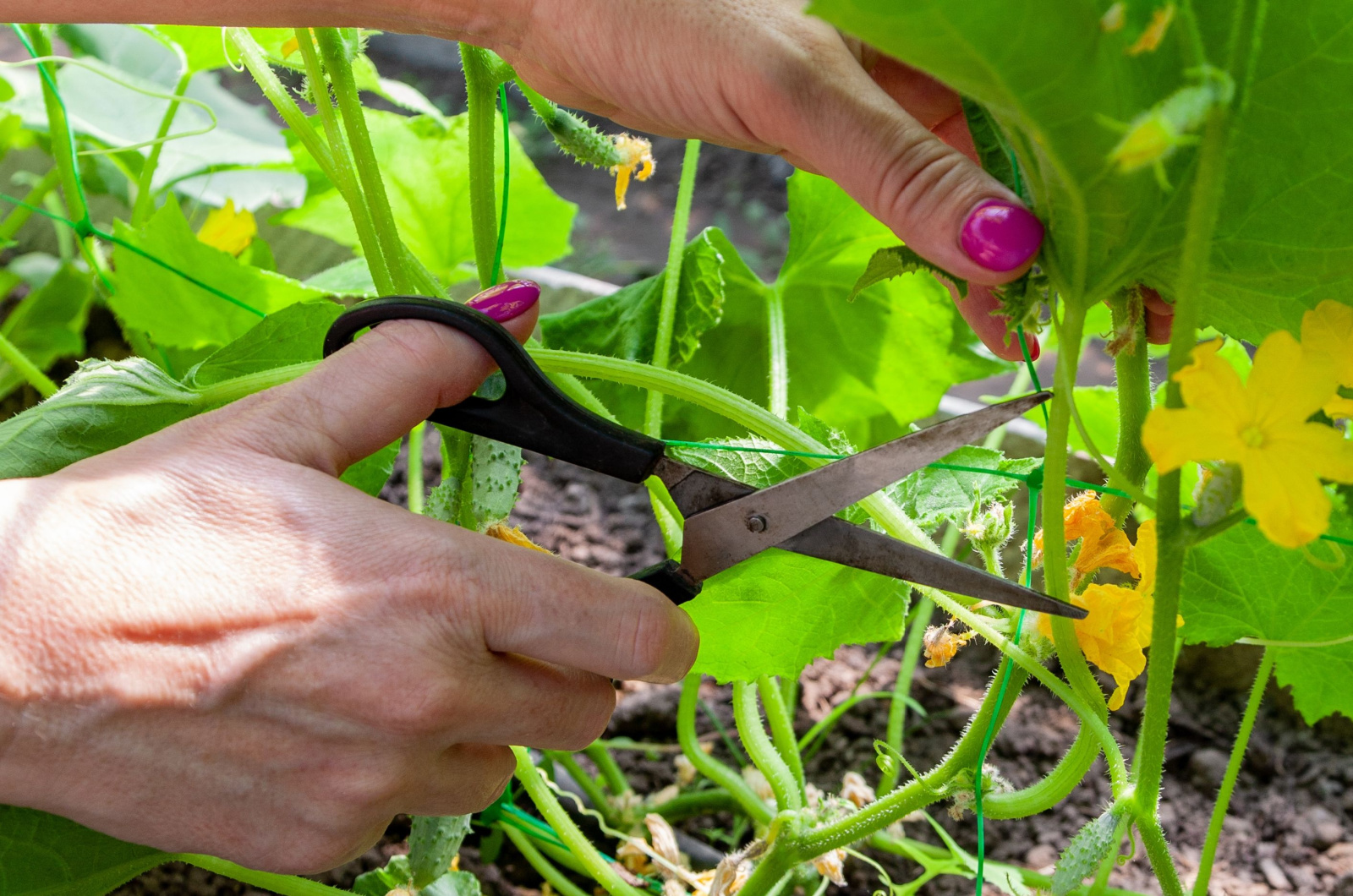 Pruning suckers on cucumbers in the greenhouse with scissors