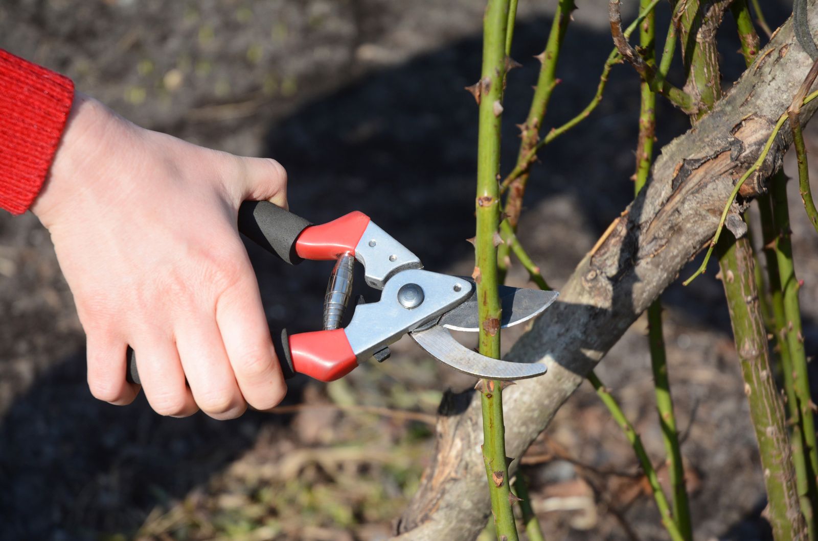 Pruning tool
