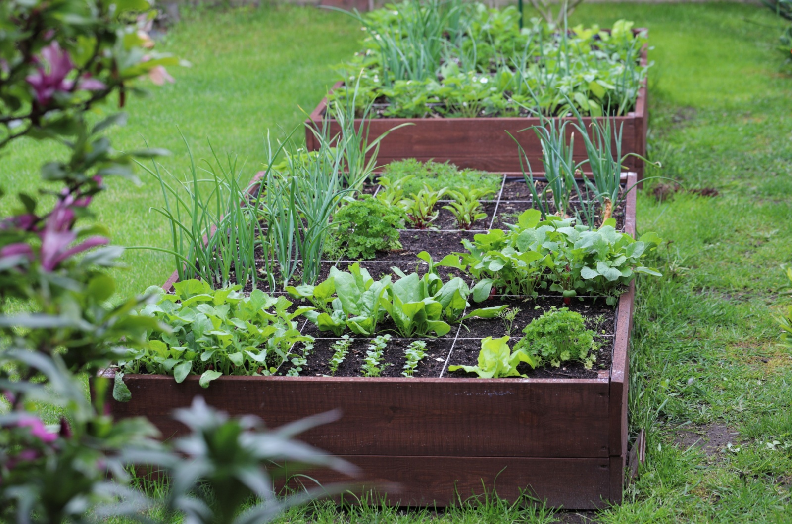 Raised vegetable beds