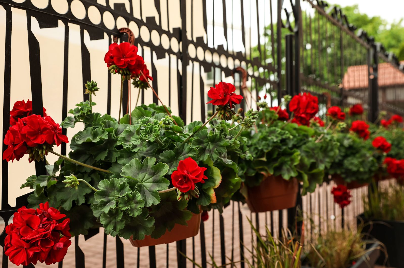 Red Geranium growing outside