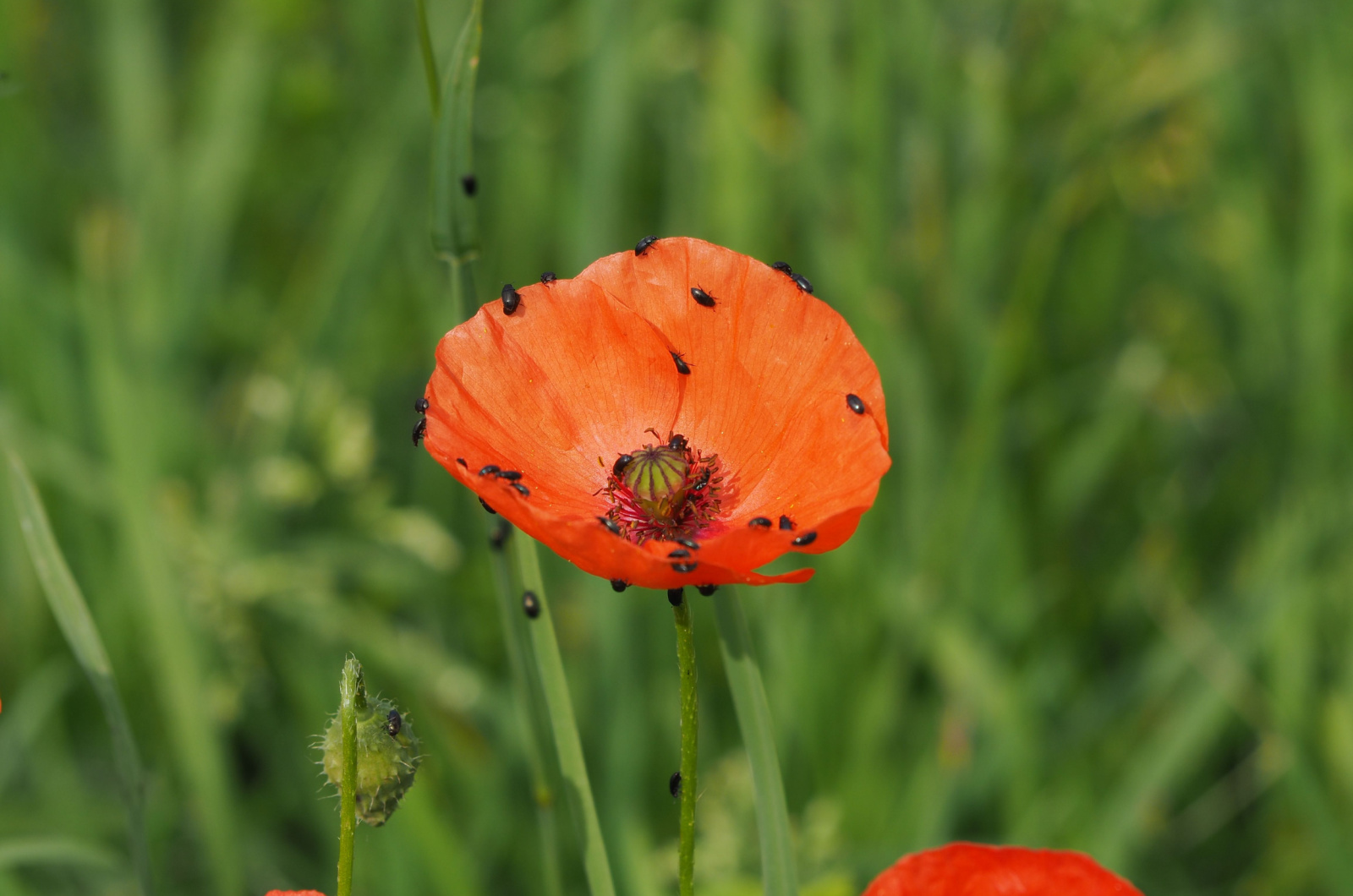 Red poppy attacked by aphids