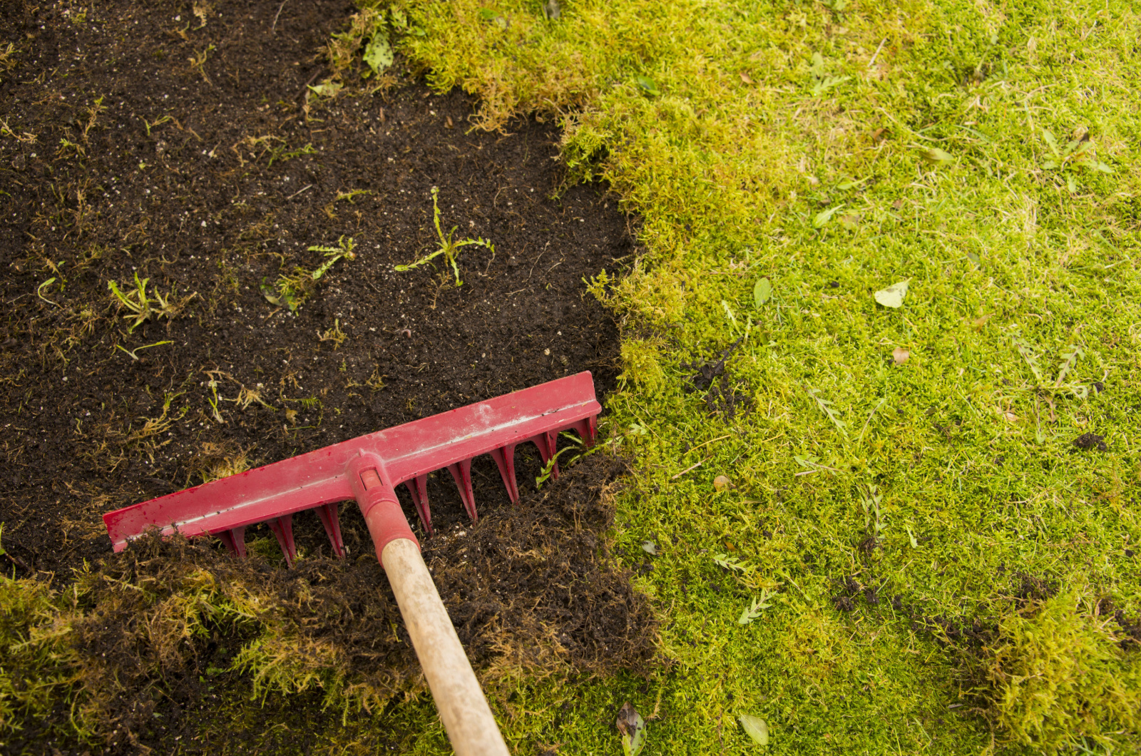Removing moss from the lawn with a rake