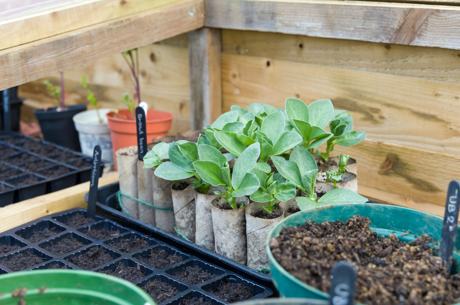 Seed trays and loo rolls with broad bean plants inside a cold frame