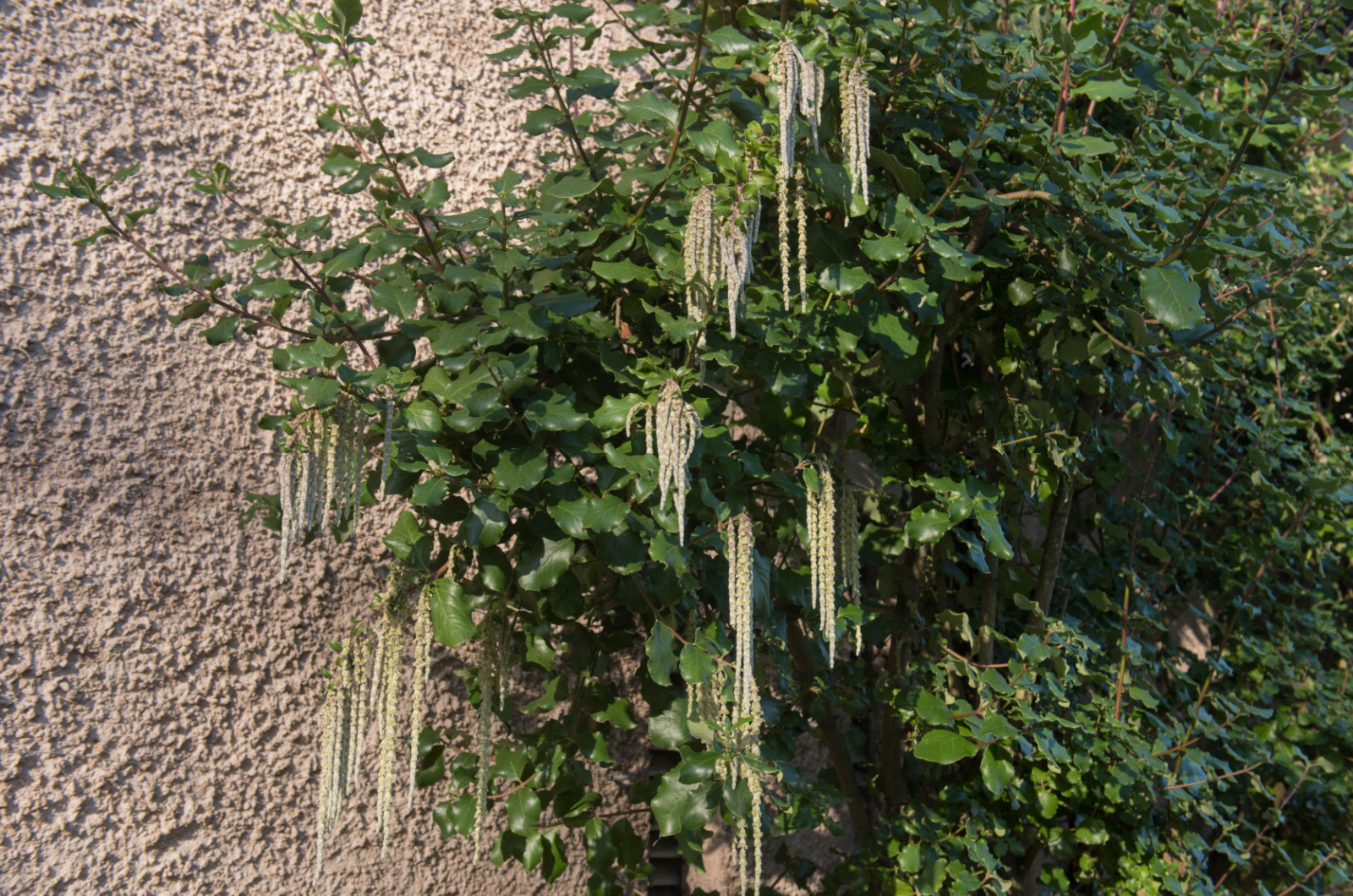 Silk Tassel Bush in garden
