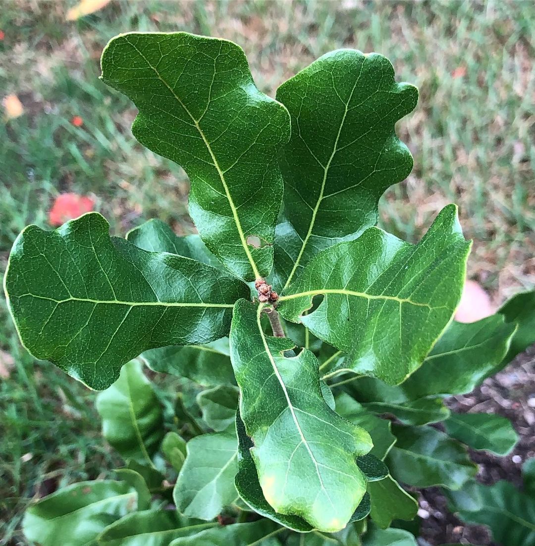 Small Chapman Oak