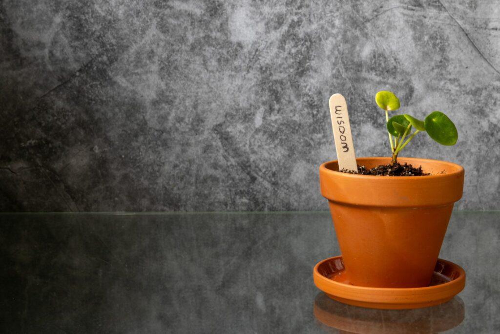 Small plant in a pot with a wooden stick