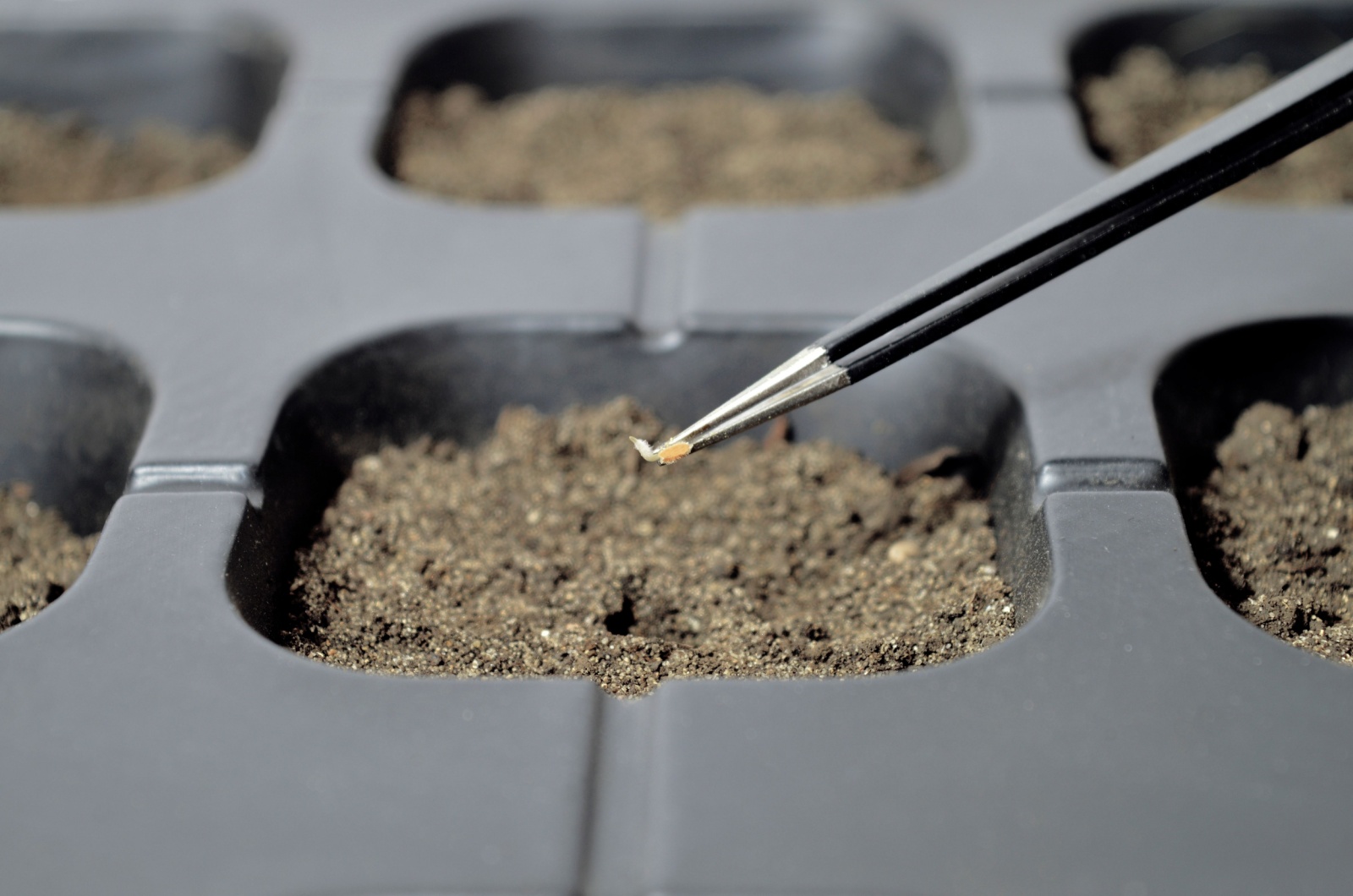 Sowing seeds in seeds cells