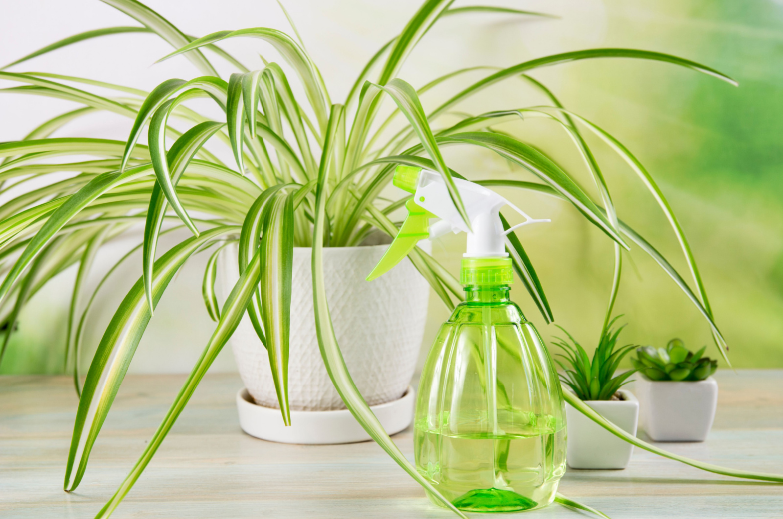 Spray and spider plant