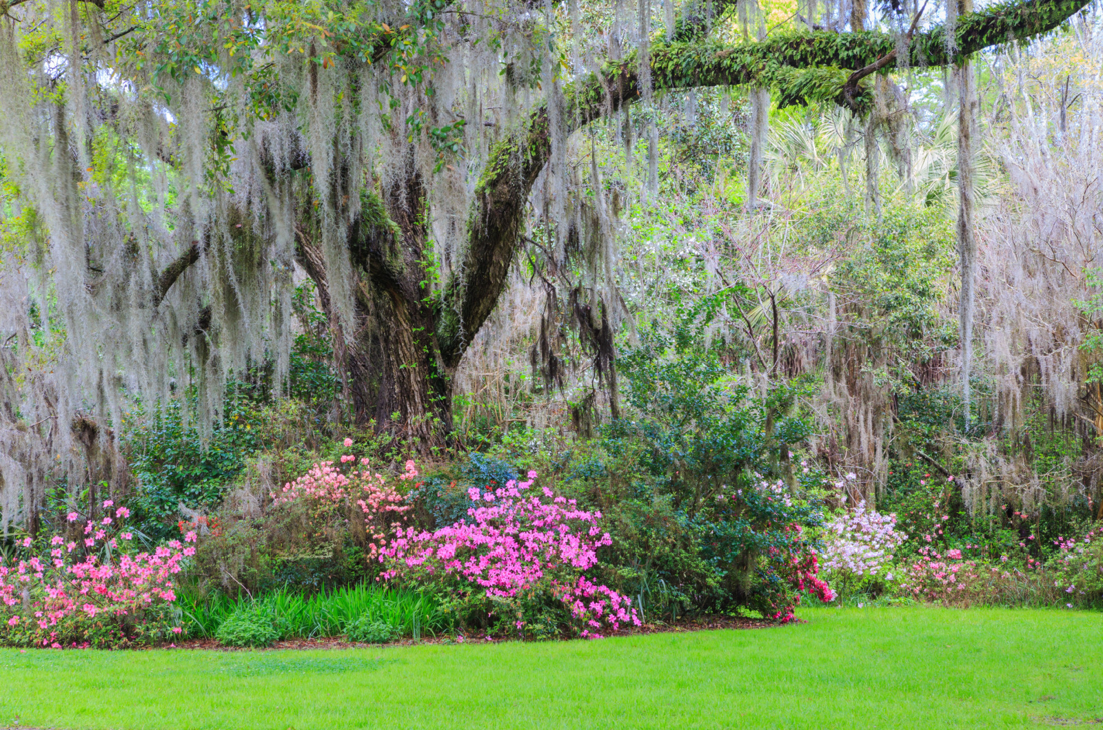 Spring southern garden with live oak tree