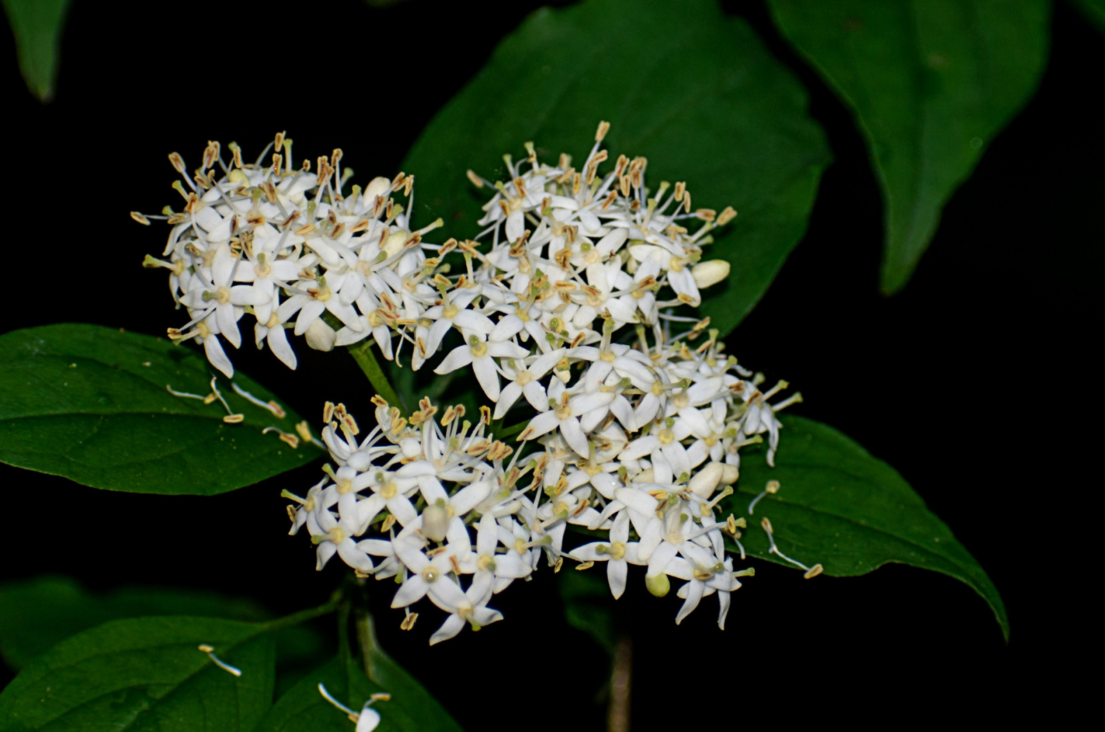Swamp dogwood flower