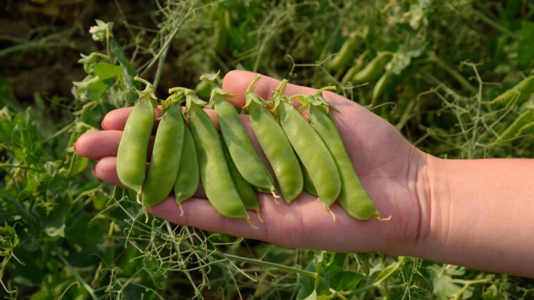 hand holding peas