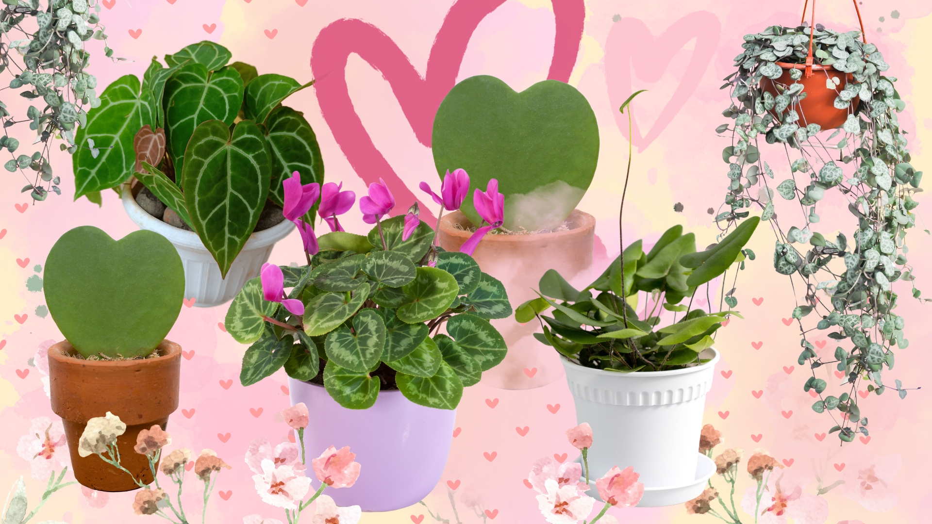 Heart shaped plants