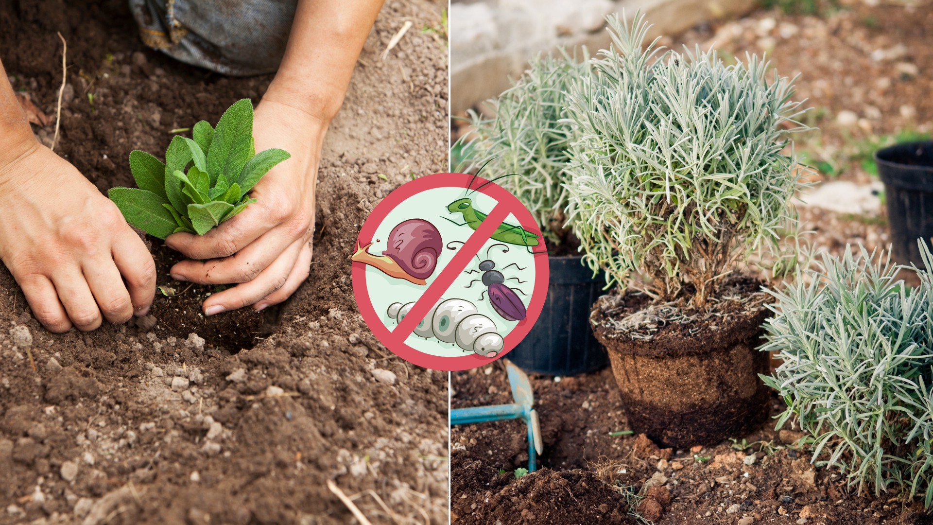 This Planting Technique Can Keep Your Garden Pest-free!
