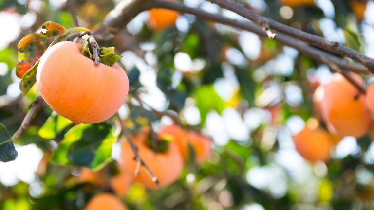persimmon tree