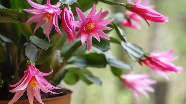 easter cactus in full bloom