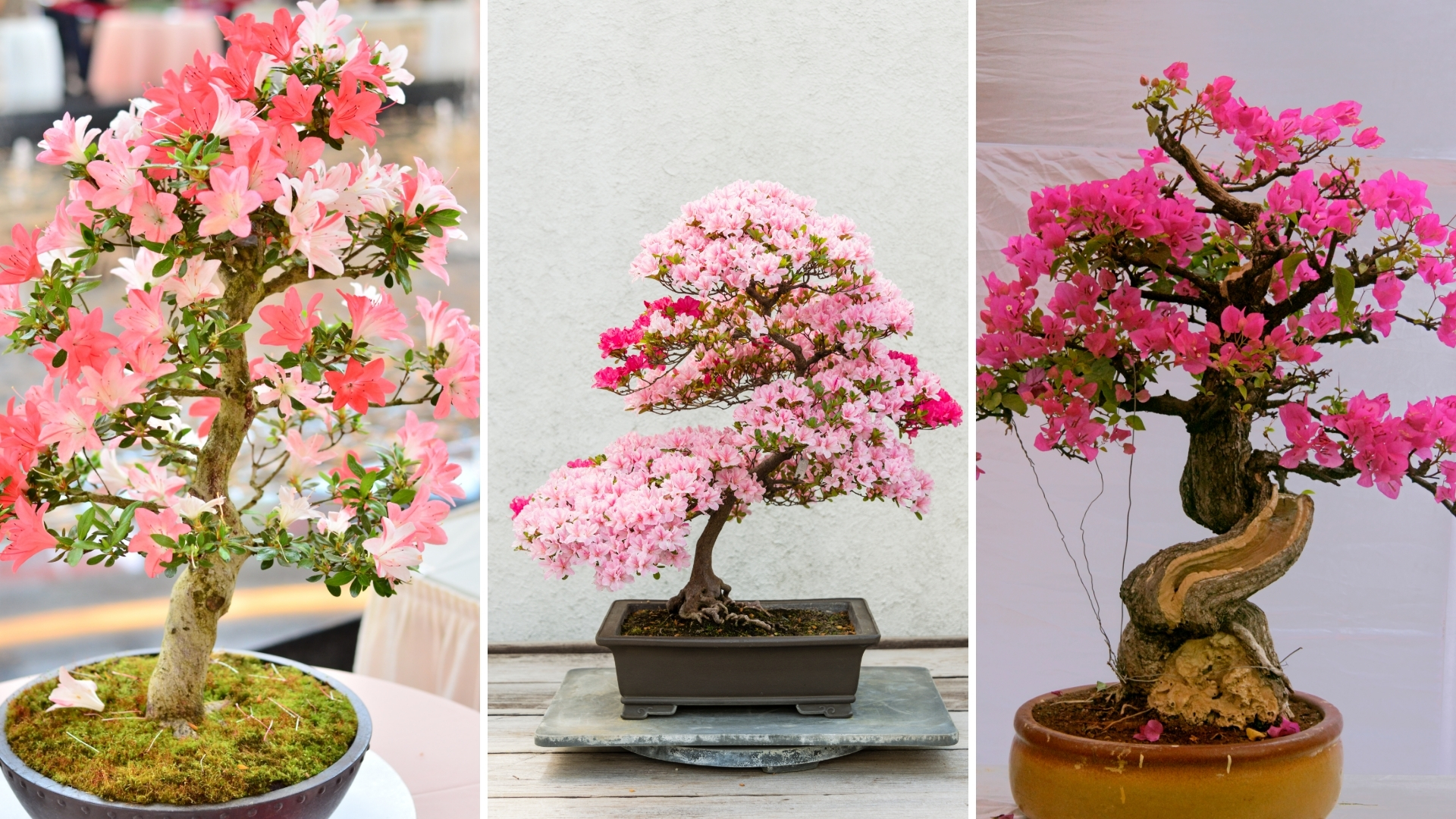 Top 10 Flowering Bonsai Trees For Your Home