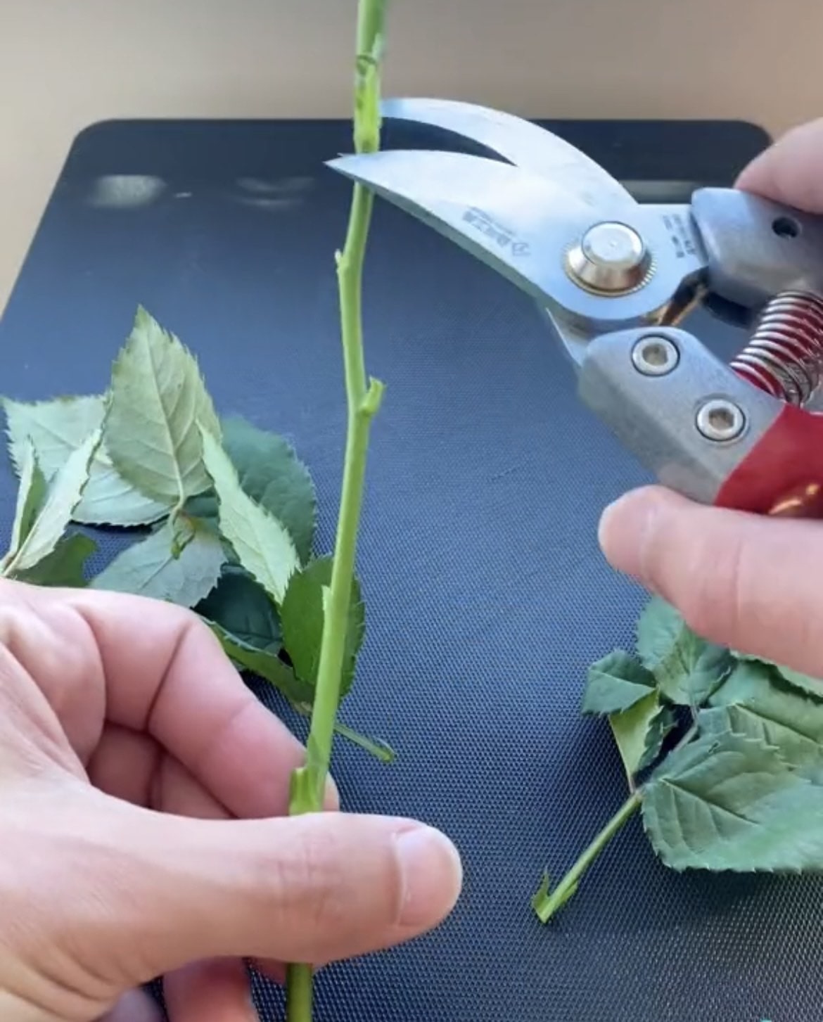 Trimming a rose