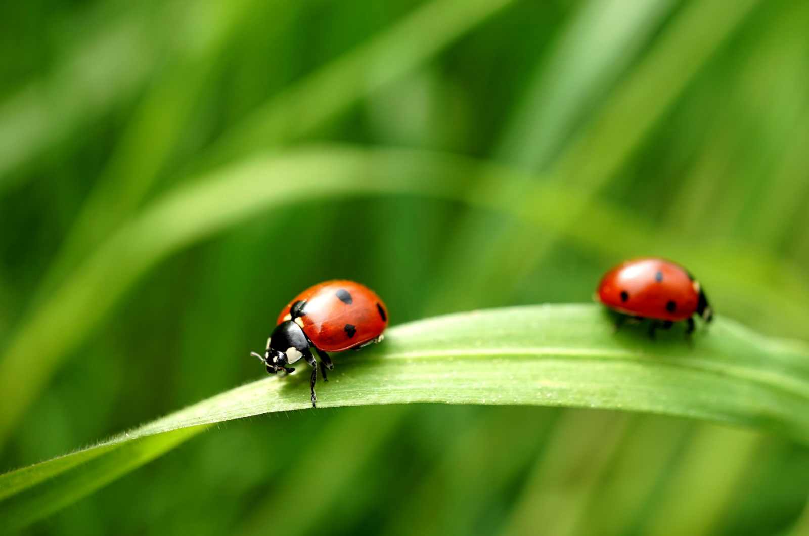 Two ladybugs
