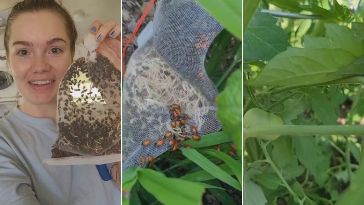 Watch What Happens When You Release 100 Ladybugs In The Garden Biology Diagrams