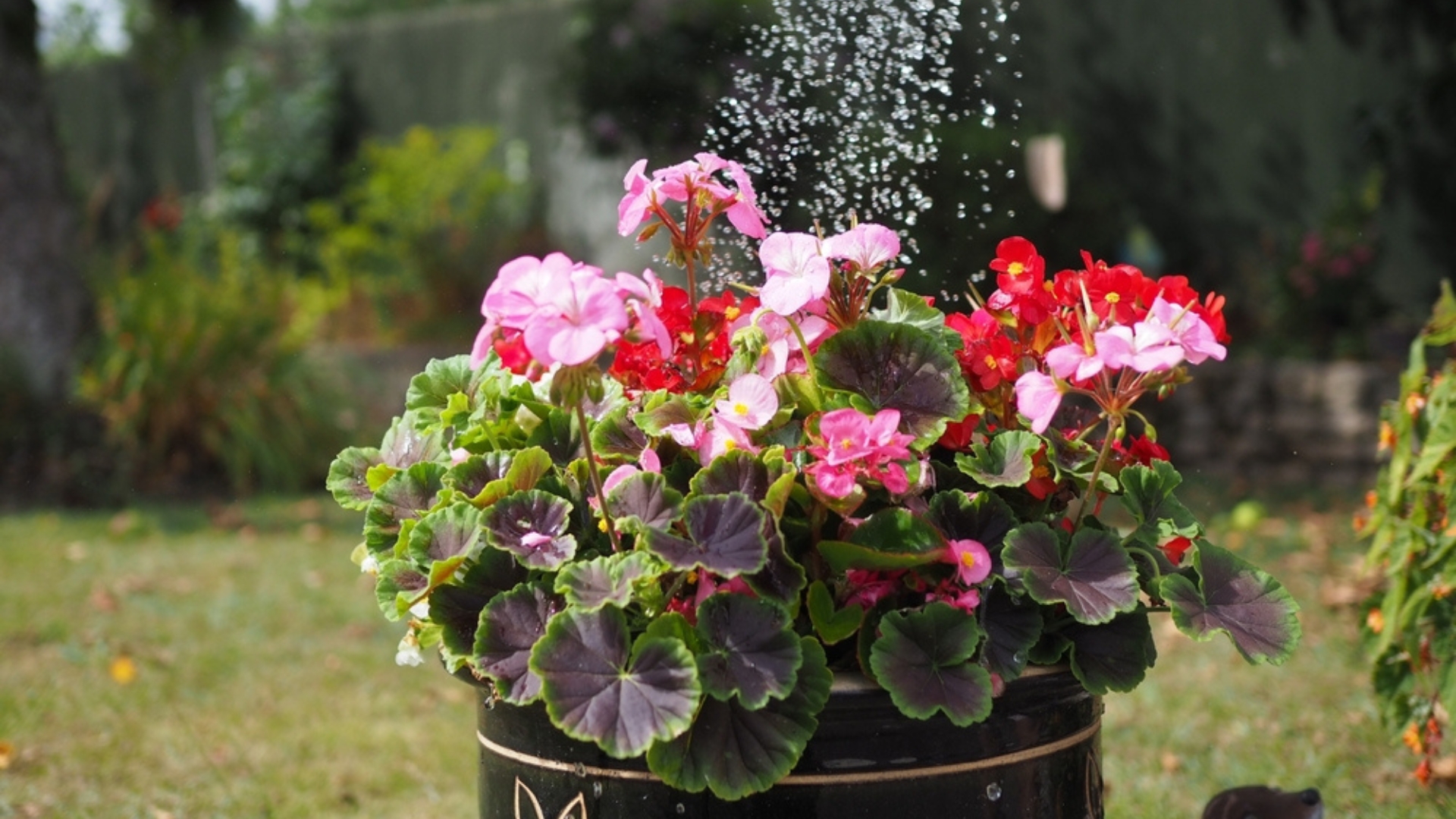 Water Your Begonias The Right Way 