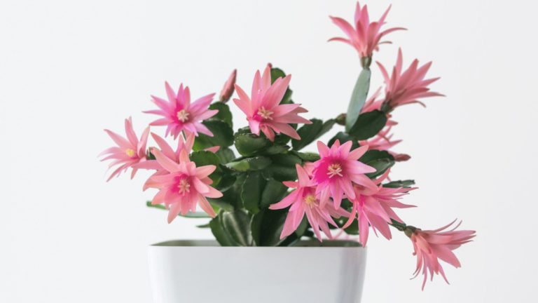 photo of easter cactus