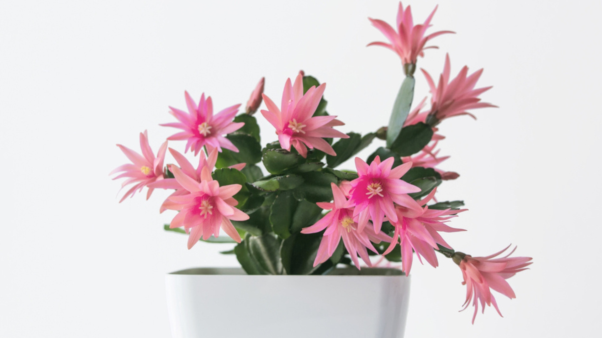 Water Your Easter Cactus The Right Way