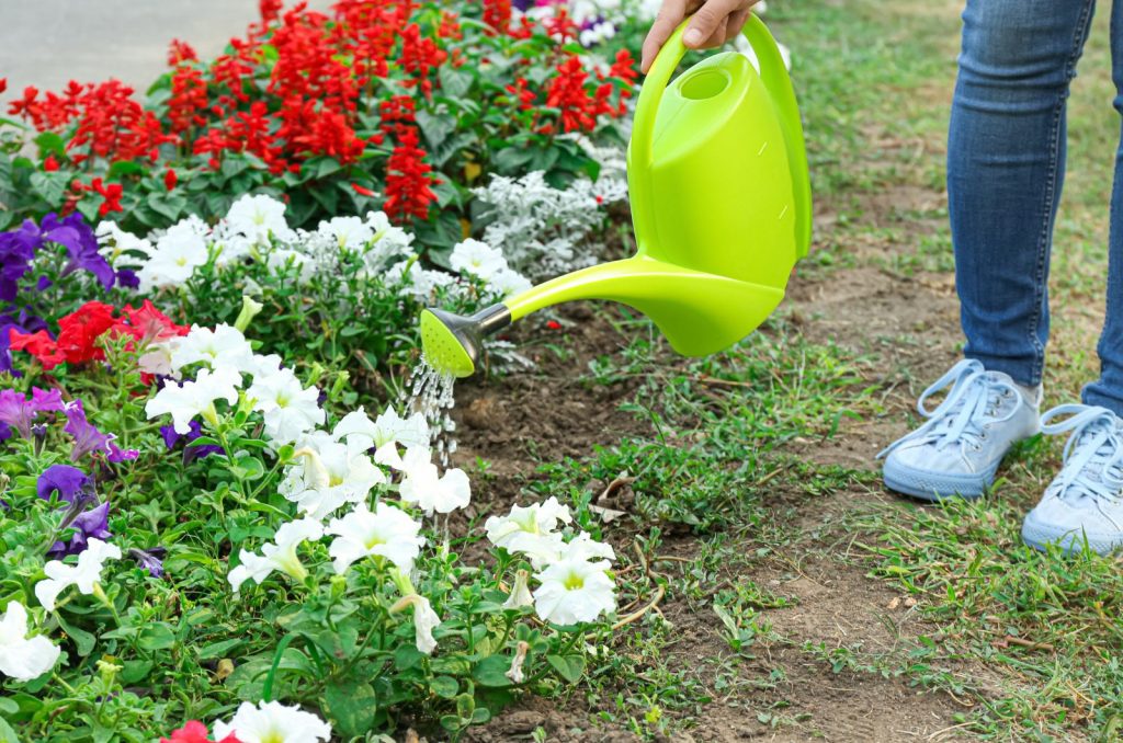 Watering Petunias in garden