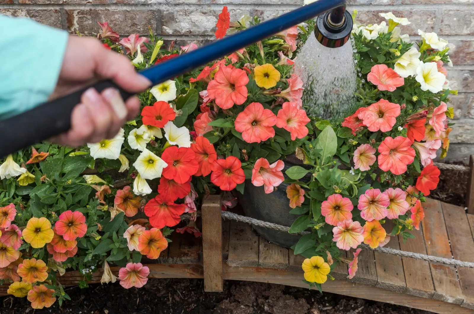 Do You Have To Water Petunias Every Day