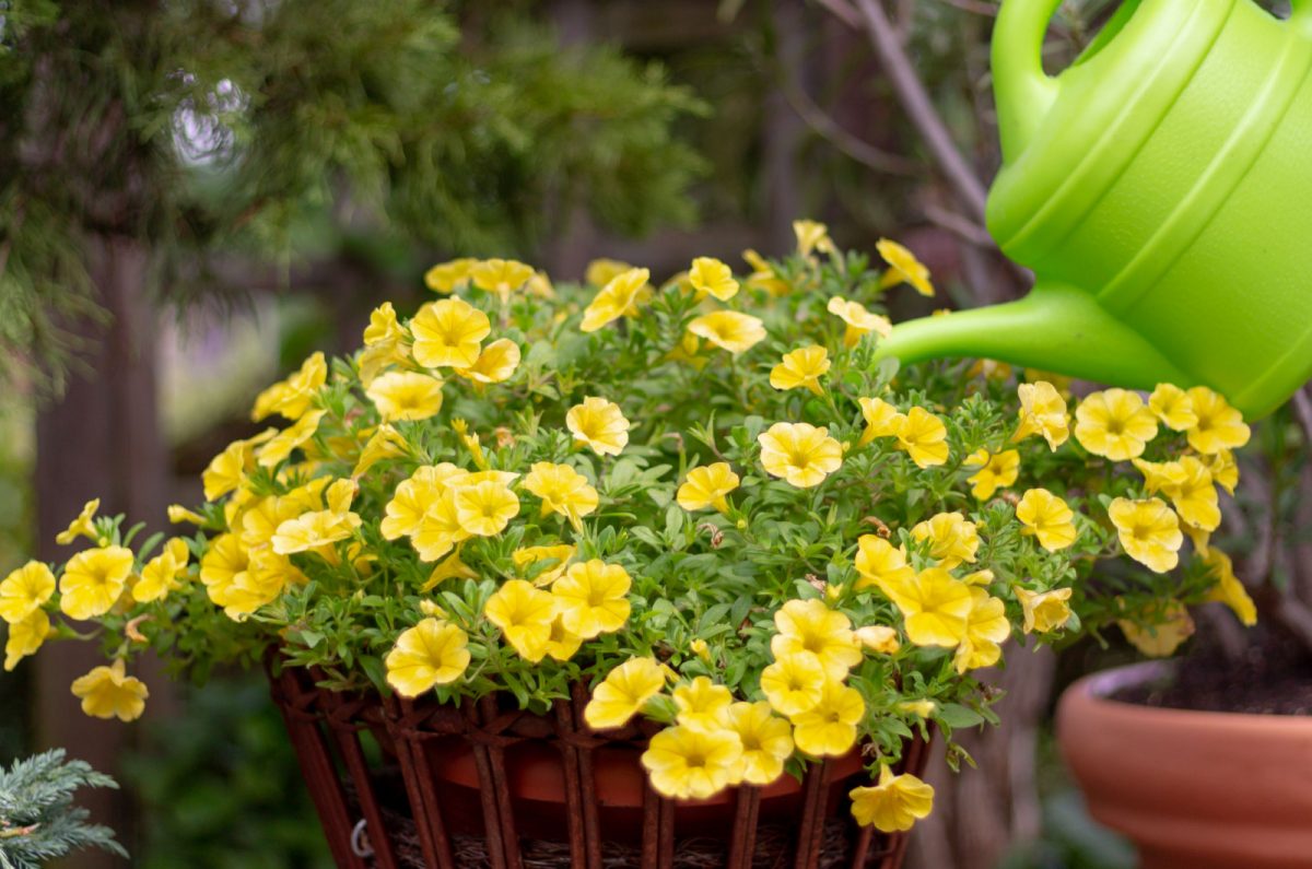 4 Tips For Watering Petunias The Right Way