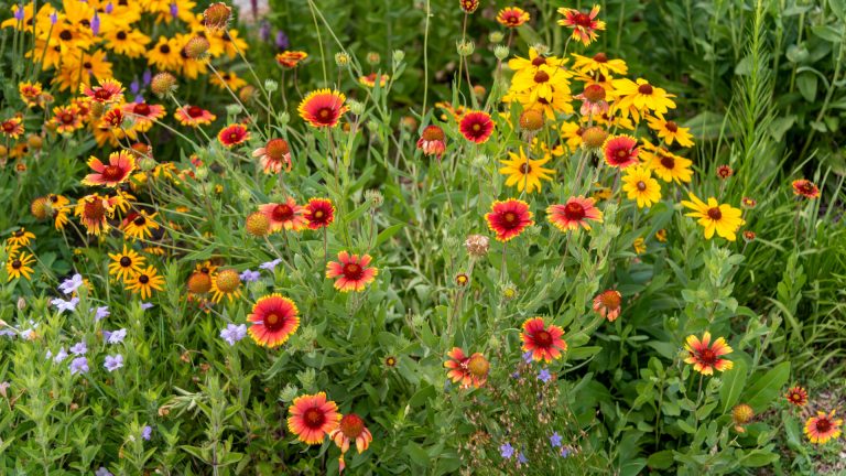 photo of orange and yellow flowers