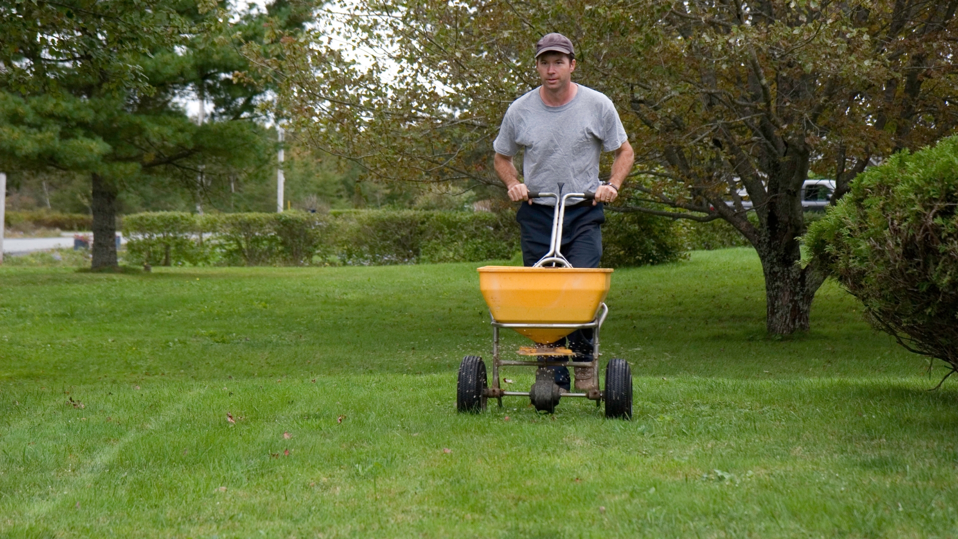 guy fertilizing a lawn