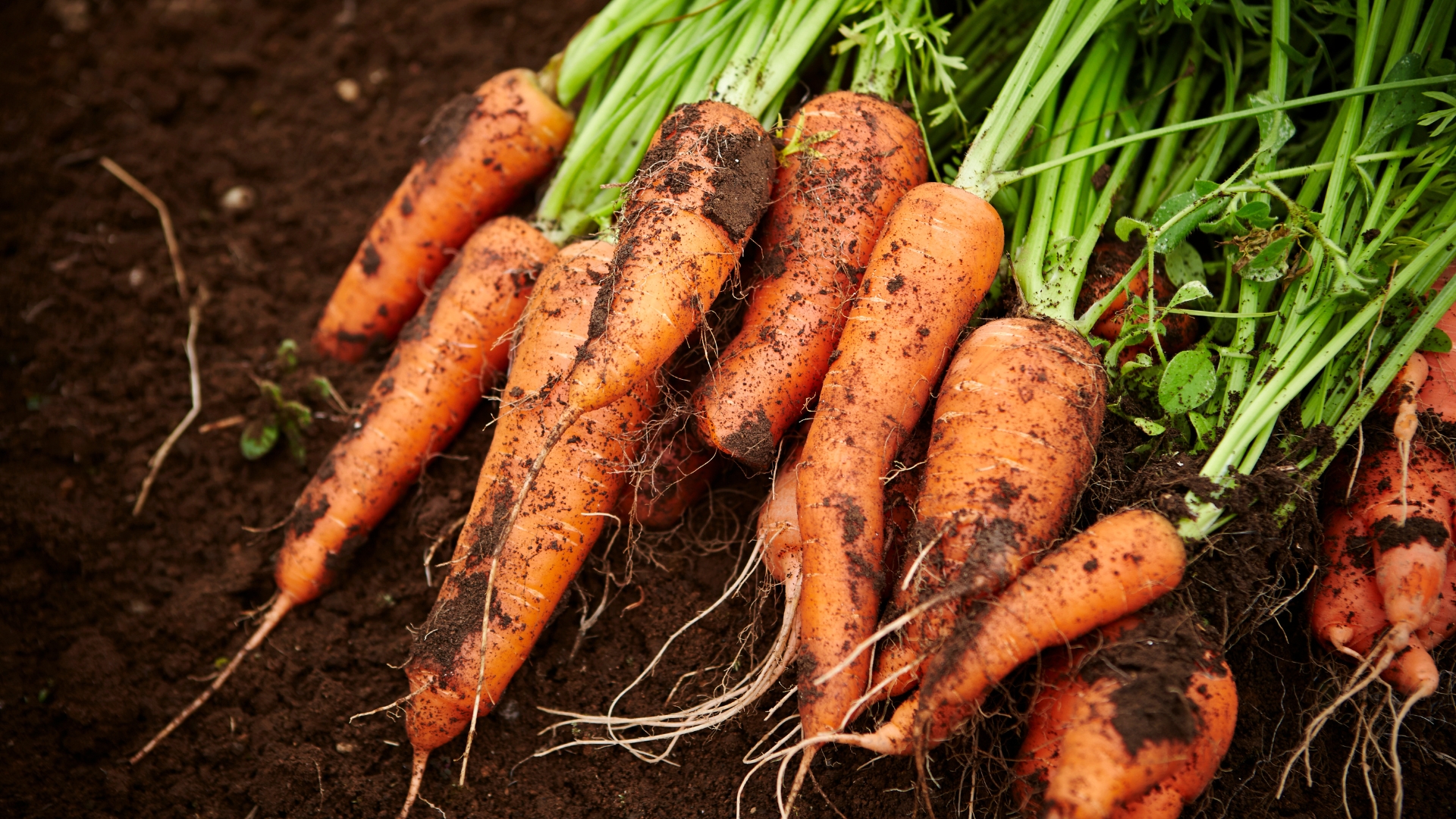 When To Plant Carrots Based On Your Growing Zone 