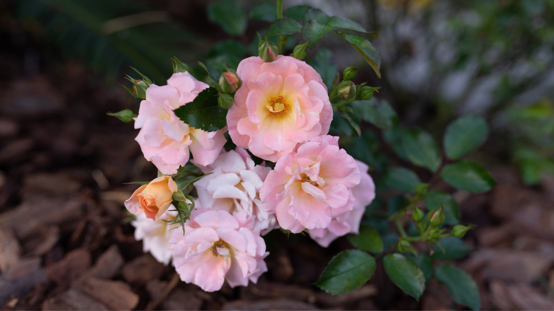 When To Prune Drift Roses And How To Do It Properly