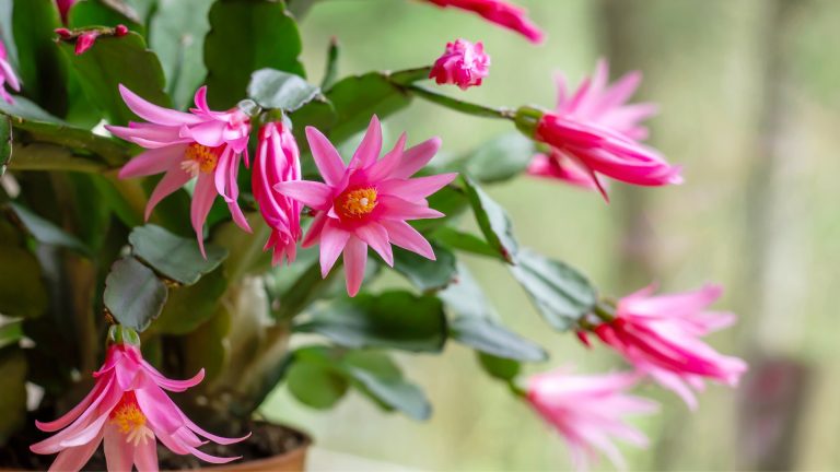Easter Cactus