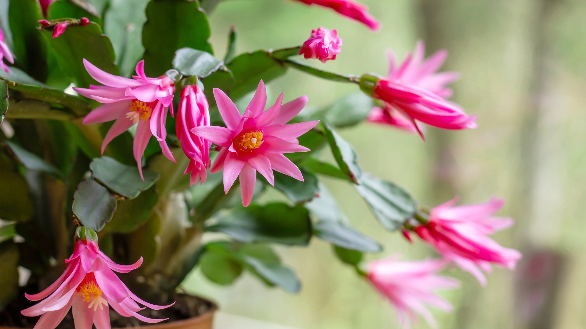 Why, When, And How To Prune An Easter Cactus