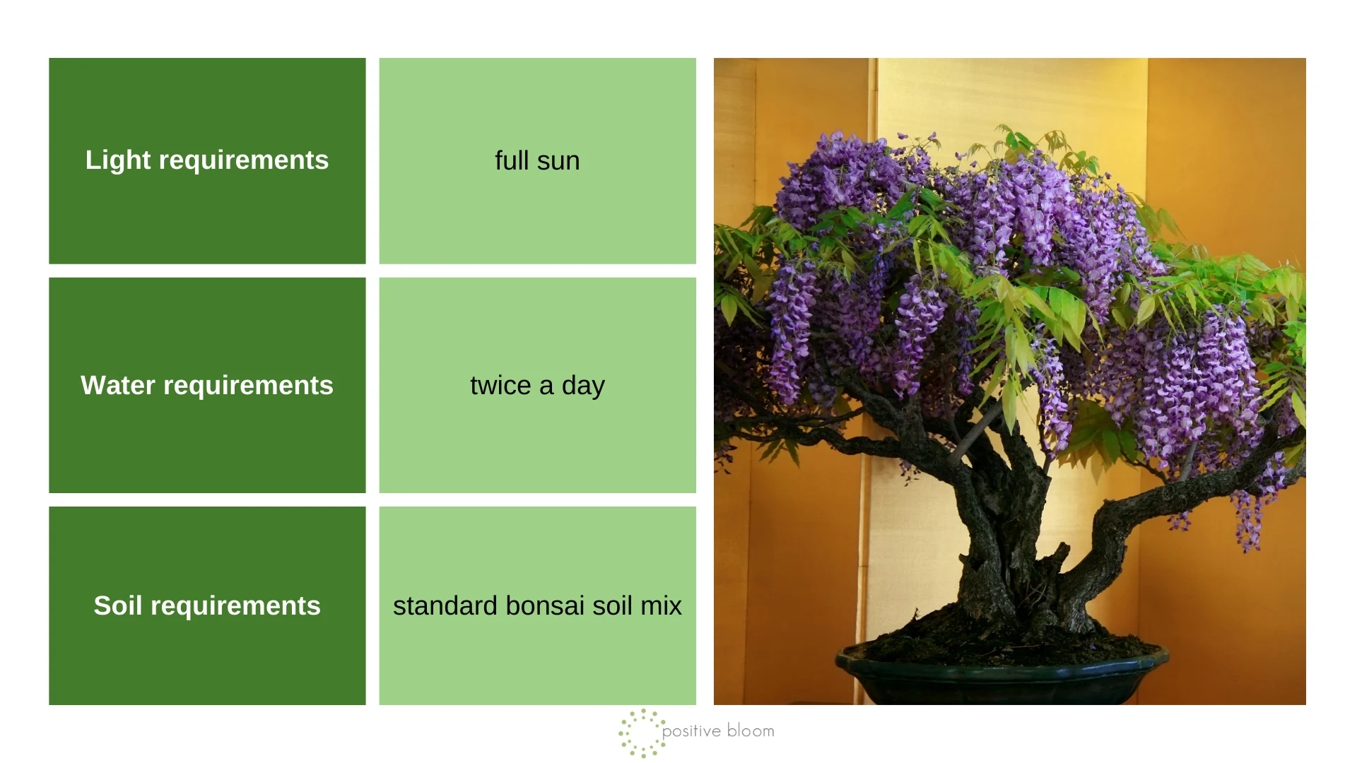 Top 10 Flowering Bonsai Trees For Your Home