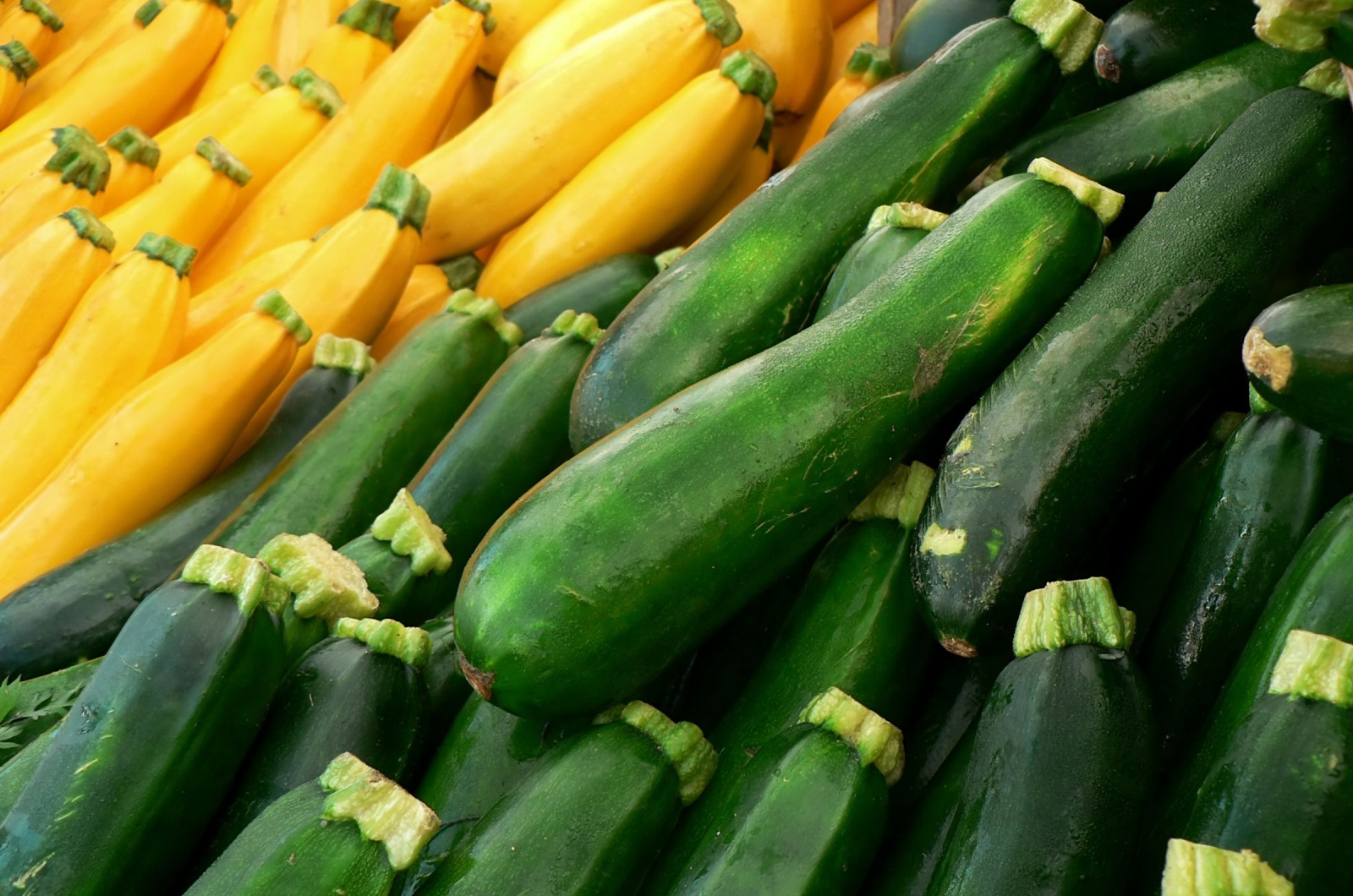 Yellow and green squash